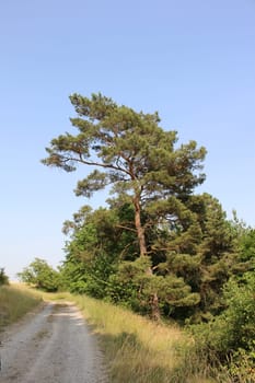 Pine