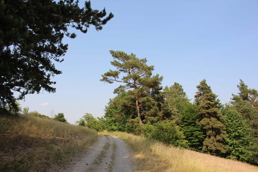 Pine