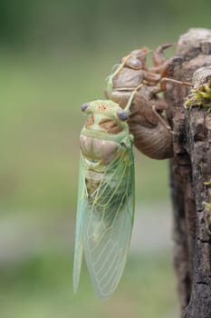 Macro image of a newly emerged cicada, metamorphosis of a cicada in springtime.