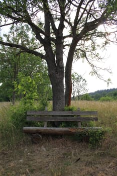 Wooden Bench