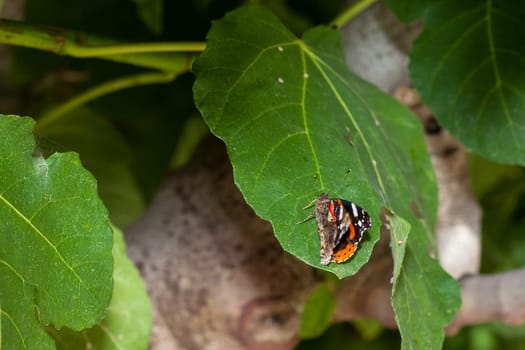 Admiral butterfly sitting on the green leaf.