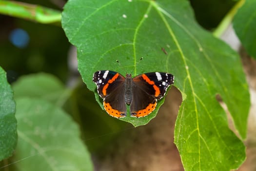 Admiral butterfly sitting on the green leaf.