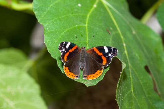 Admiral butterfly sitting on the green leaf.