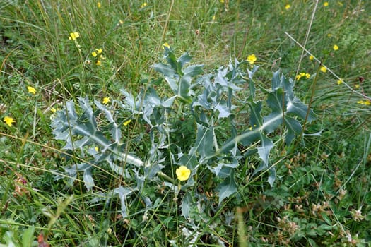 Feld-Mannstreu (Eryngium campestre) - Habitus