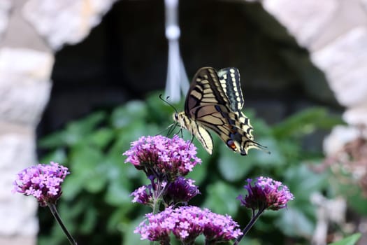 Schwalbenschwanz (Papilio machaon) auf einer Verbene
