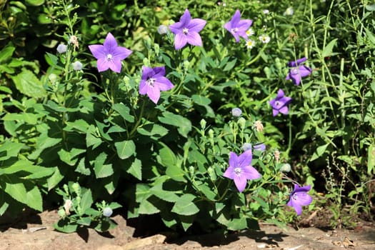Grossblütige Ballonblume (Platycodon grandiflorus, Syn. Campanula glauca), Chinesische Glockenblume