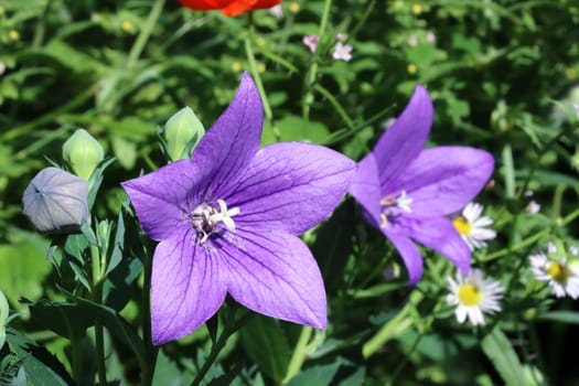 Grossblütige Ballonblume (Platycodon grandiflorus, Syn. Campanula glauca), Chinesische Glockenblume