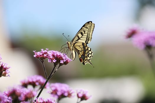 Schwalbenschwanz (Papilio machaon) auf einer Verbene
