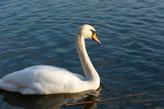 White mute swan swimming in blue water, Stankow, Poland