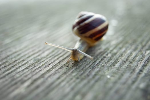 Snail on a board, shallow depth of field