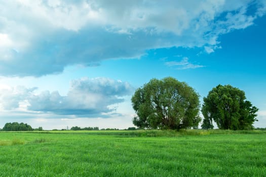 Large trees on a meadow and clouds on the sky, Nowiny, Lubelskie, Poland