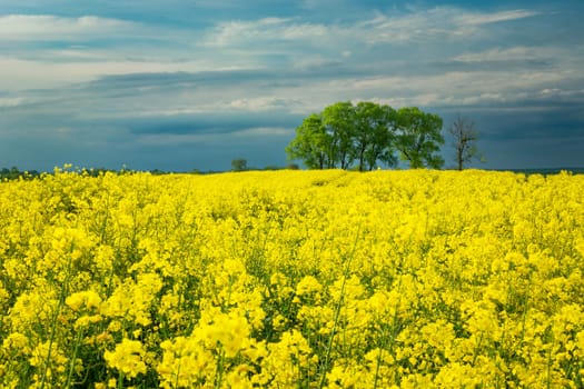 Yellow rape field and trees on the horizon, Czulczyce, Poland