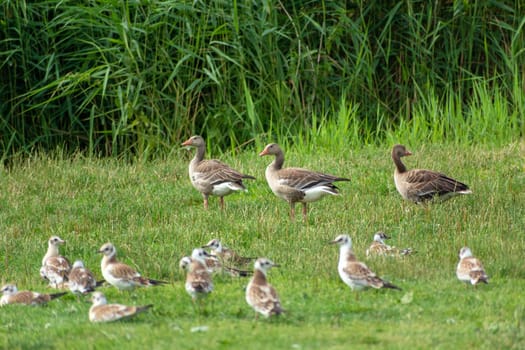 Wild gray geese and young black-headed gulls, Stankow, Lubelskie, Poland