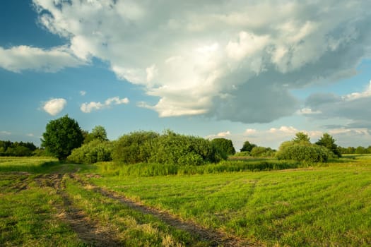 Path and trees on the meadow, cloud on the sky, Nowiny, Lubelskie, Poland