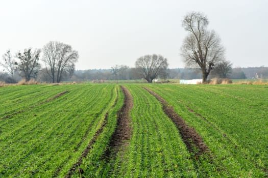 A path through a green field with winter grain, autumn day