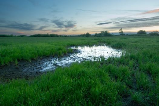 Swamp on green meadow and evening clouds, Nowiny, Lubelskie, Poland