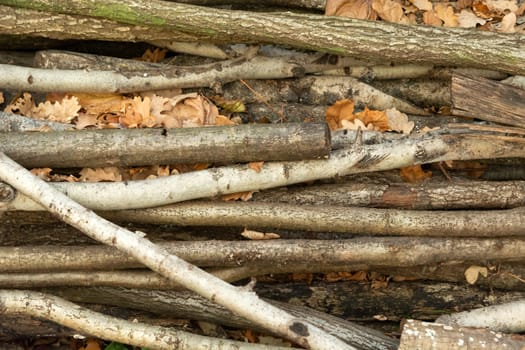 Cut tree branches and leaves on a pile, autumn view