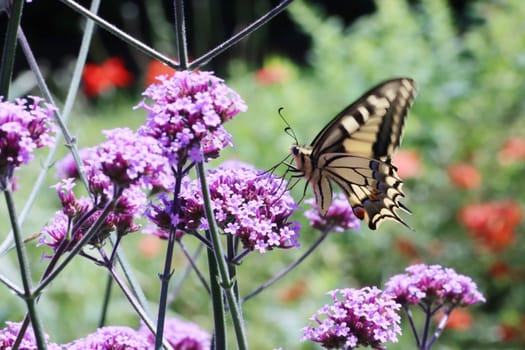 Schwalbenschwanz (Papilio machaon) auf einer Verbene
