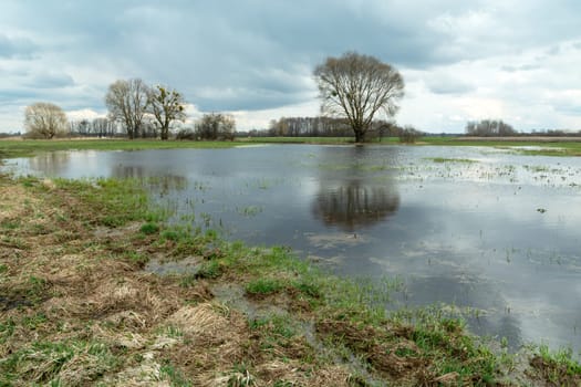 Flooded meadow, trees and cloudy sky, Nowiny, Lubelskie, Poland