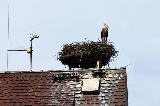 Stork's nest with stork on the church tower of Gundelfingen (district Breisgau-Hochschwarzwald)