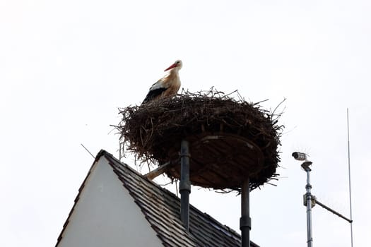 Stork's nest with stork on the church tower of Gundelfingen (district Breisgau-Hochschwarzwald)