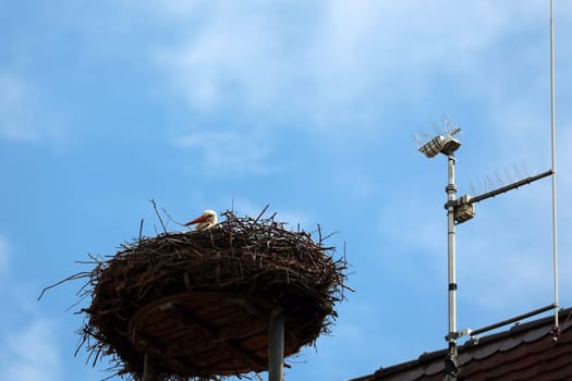 Webcam with stork's nest and stork on the church tower of Gundelfingen (district Breisgau-Hochschwarzwald)