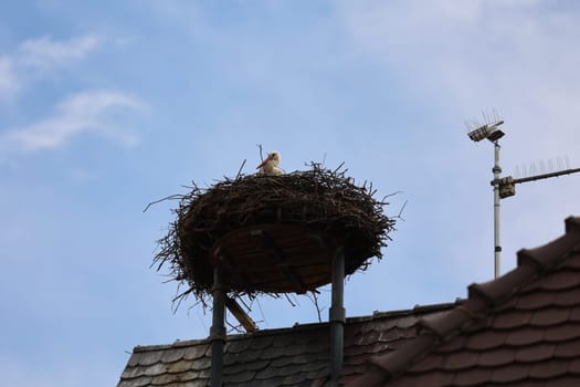 Stork's nest with stork on the church tower of Gundelfingen (district Breisgau-Hochschwarzwald)