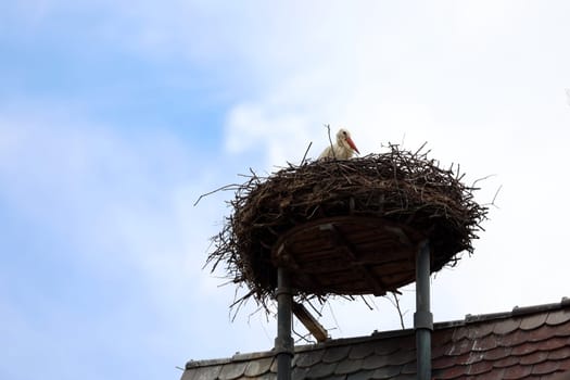 Stork's nest with stork on the church tower of Gundelfingen (district Breisgau-Hochschwarzwald)