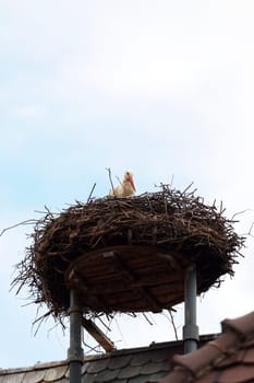 Stork's nest with stork on the church tower of Gundelfingen (district Breisgau-Hochschwarzwald)