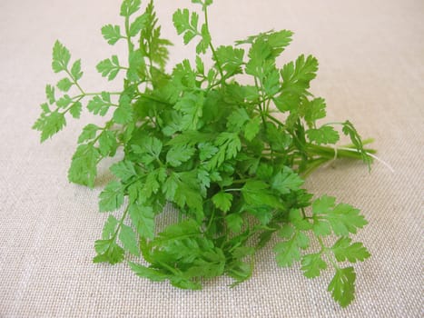 A herb bouquet with fresh garden chervil, anthriscus cerefolium