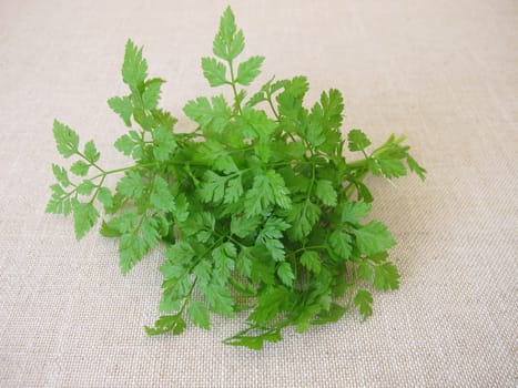 A herb bouquet with fresh garden chervil, anthriscus cerefolium