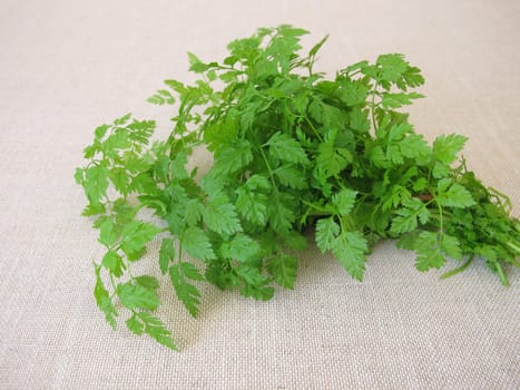A herb bouquet with fresh garden chervil, anthriscus cerefolium