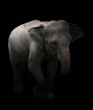 asia elephant standing in the dark