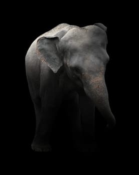 asia elephant standing in the dark
