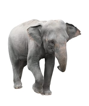 asia elephant isolated on white background