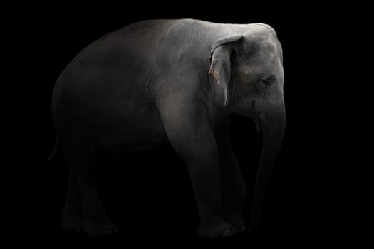 asia elephant standing in the dark