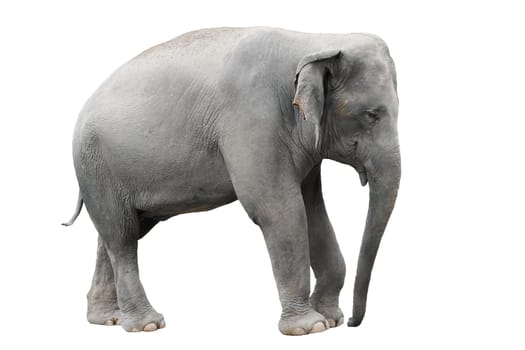 asia elephant isolated on white background