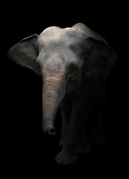 asia elephant standing in the dark