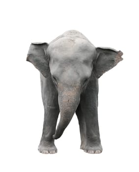 asia elephant isolated on white background
