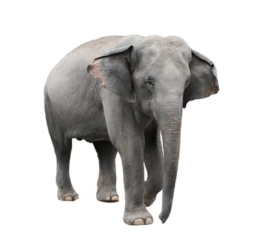 asia elephant isolated on white background