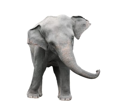 asia elephant isolated on white background