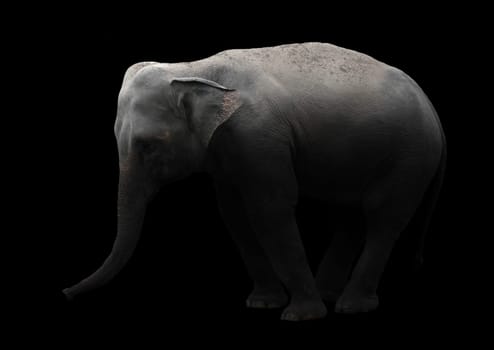 asia elephant standing in the dark