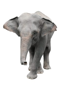 asia elephant isolated on white background