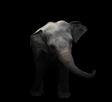 asia elephant standing in the dark