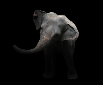 asia elephant standing in the dark