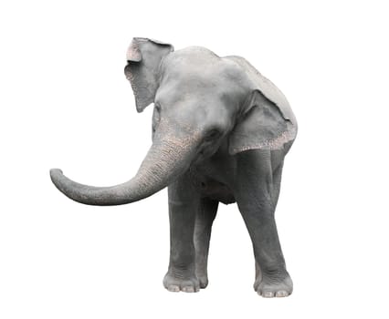 asia elephant isolated on white background