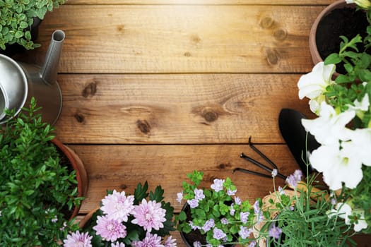 Top view on gardening, landscaping tools and equipment, different flowers and various herbs in pots on brown wood background flat lay. Empty blank copy space for text. Gardener work in garden concept