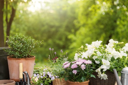 Different potted flowers, herbs, gardening equipment on green garden trees background. Hobby concept with plants, flowerpots on wooden deck terrace on sunny garden. Floral design for house decoration