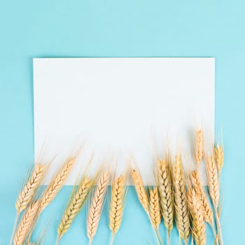 Wheat crop on a blue background, copy space for text, food harvest in the summer, golden straw, shavuot holiday