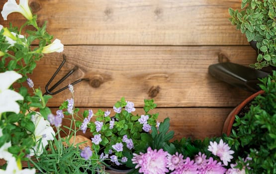 Top view on gardening, landscaping tools and equipment, different flowers and various herbs in pots on brown wood background flat lay. Empty blank copy space for text. Gardener work in garden concept